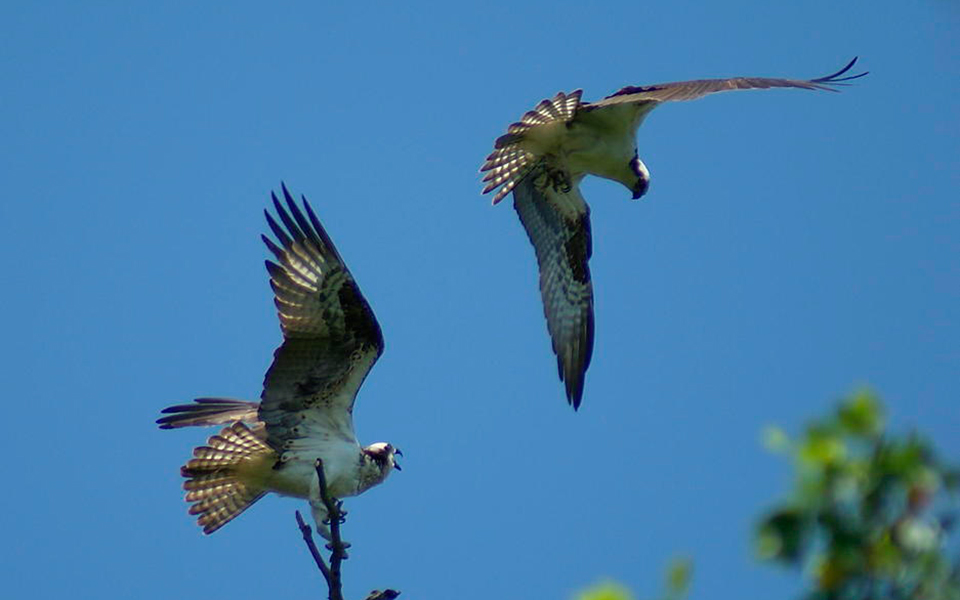 Wildlife at the Great Dismal Swamp